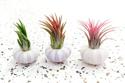 3 Purple Sea Urchins with Blushing Tillandsia Ionantha Air Plants