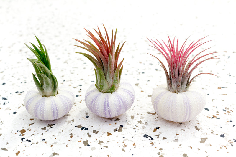 3 Purple Sea Urchins with Blushing Tillandsia Ionantha Air Plants