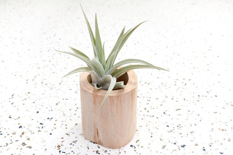Small Driftwood Container with Tillandsia Harrisii Air Plant