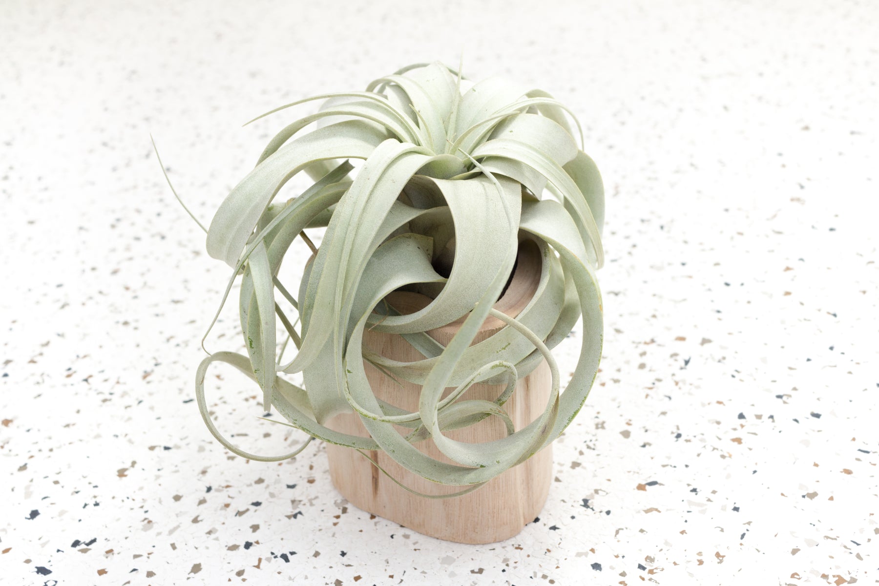 driftwood air plant holder Wholesale