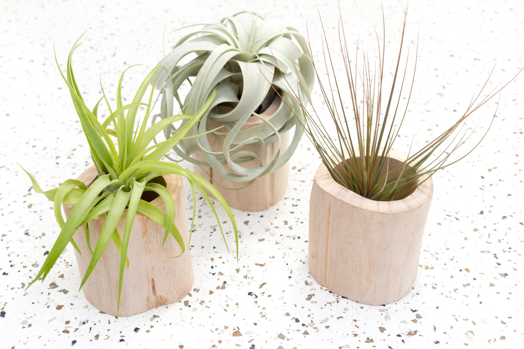 driftwood air plant holder Packs of 3 or 6 Large Wooden Driftwood Containers with Assorted Large Air Plants, 3 Pack