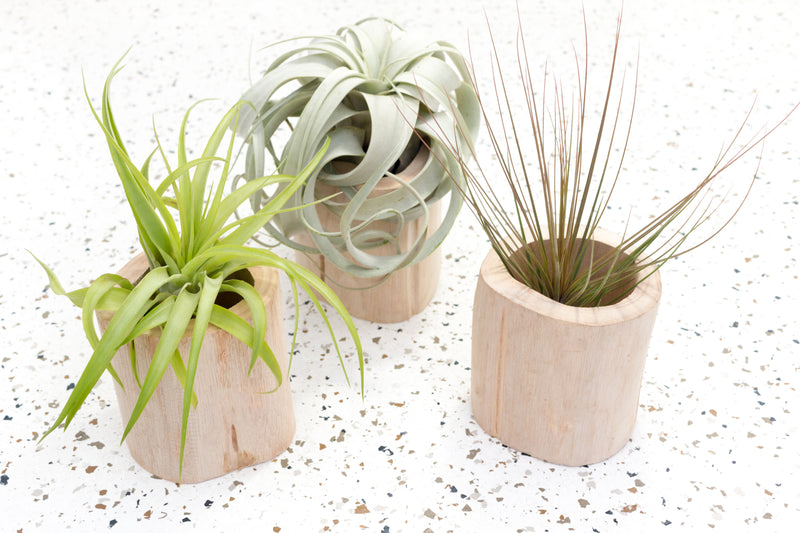 3 Large Driftwood Containers with Assorted Tillandsia Air Plants