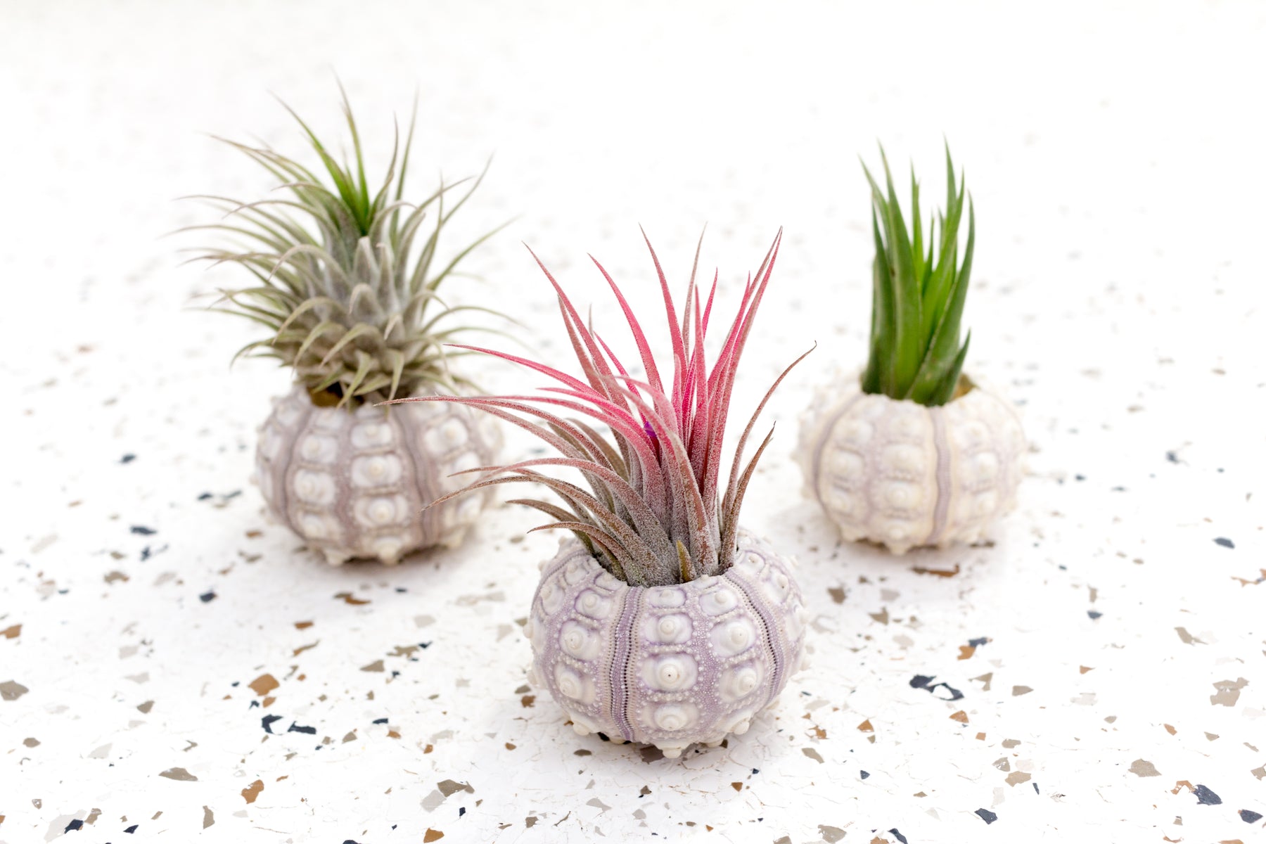air plants wholesale california Wholesale