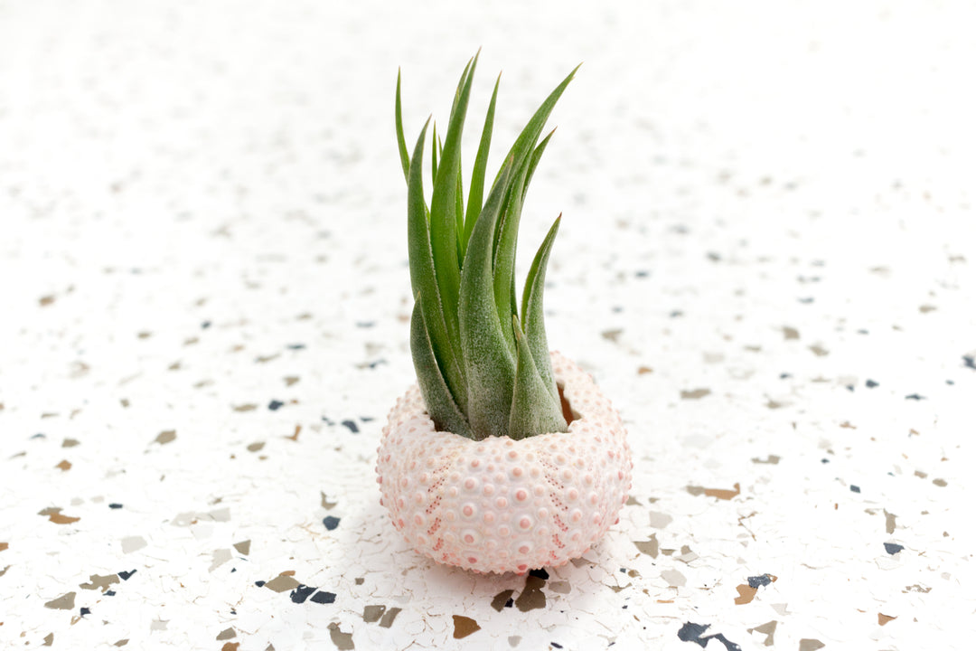 sea urchin air plant care Air Plants Display