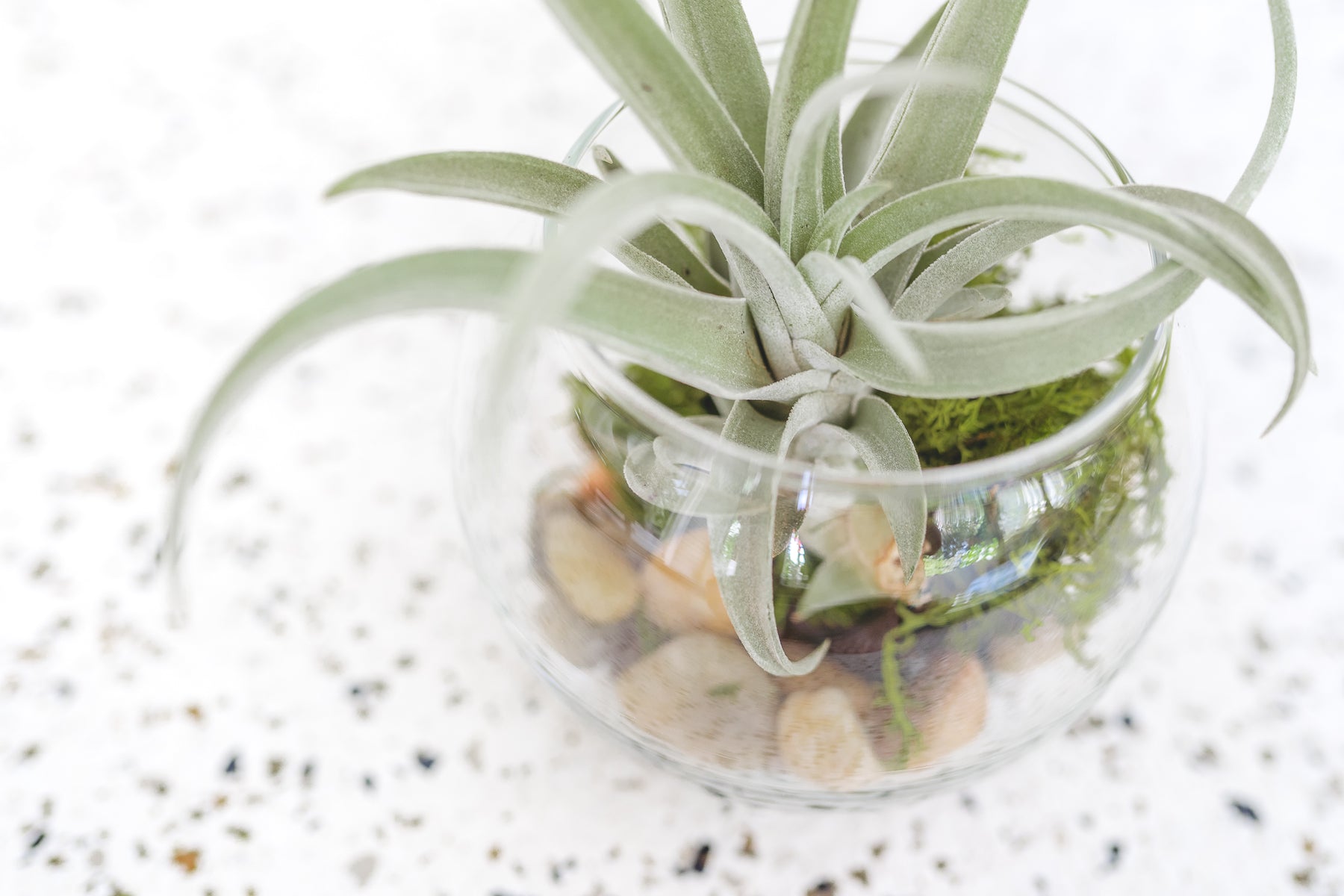 air plant terrarium makers kit Bubble Bowl Air Plant Terrarium