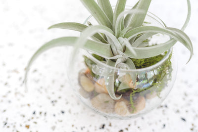 Bubble Bowl Glass Terrarium with Flat bottom containing Tillandsia Harrisii Air Plant and Stone and Moss Kit