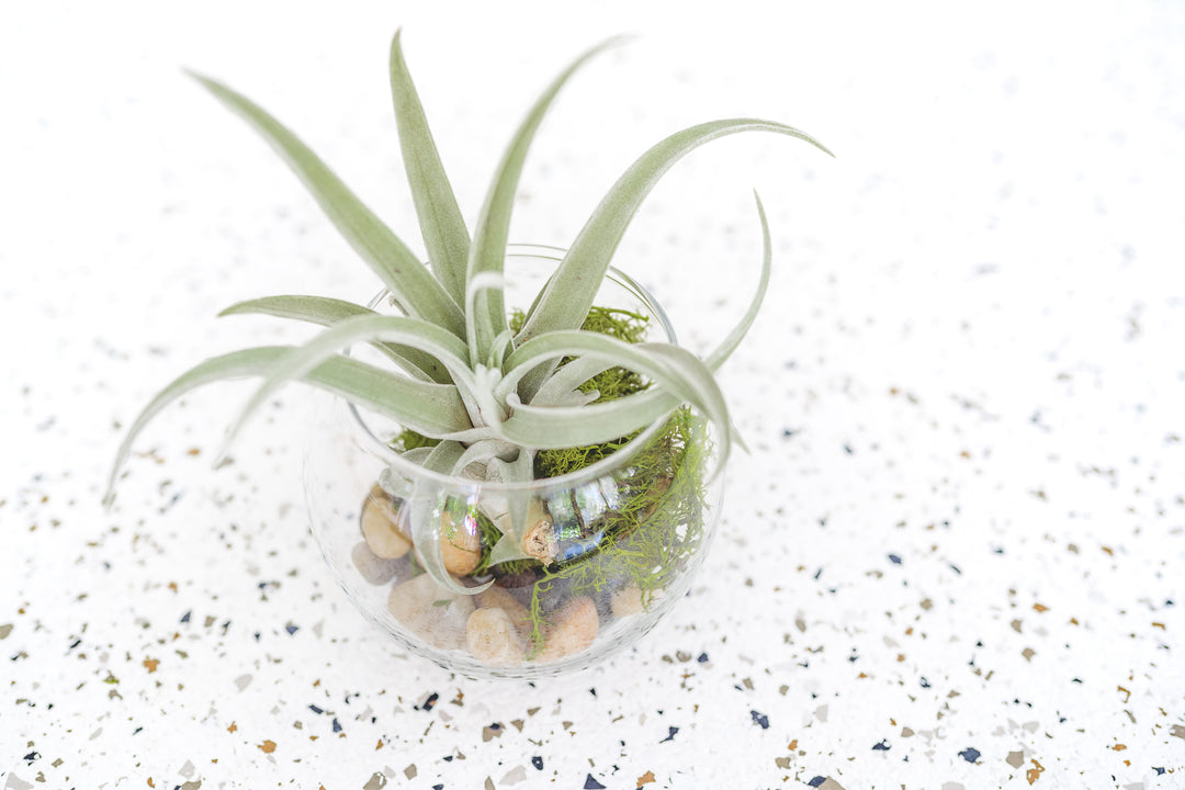 plant terrarium glass bowl Air Plants Terrarium