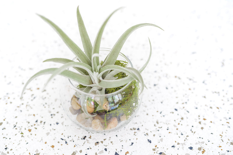 Bubble Bowl Glass Terrarium with Moss and Rock Kit and Tillandsia Harrisii Air Plant