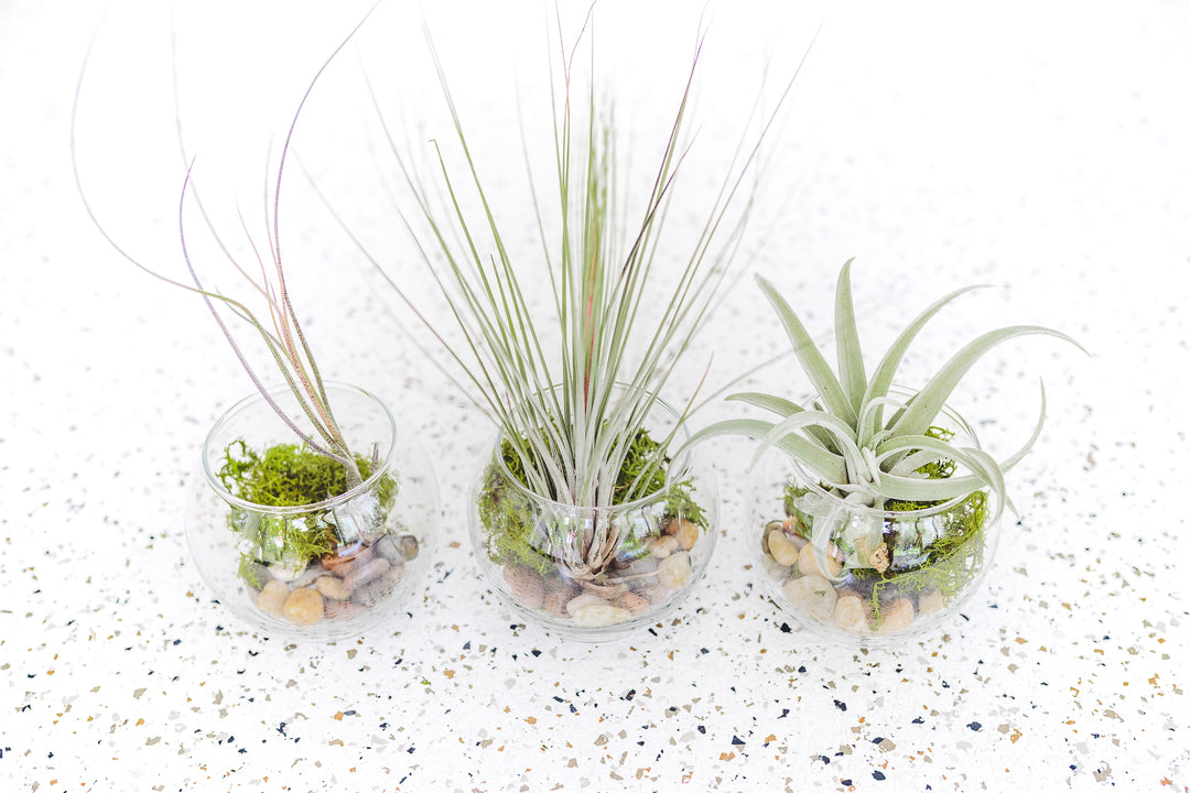 air plants in bowl Sets of 3, 6 or 9 Complete Bubble Bowl Terrariums with Assorted Tillandsia Air Plants, 6 Pack
