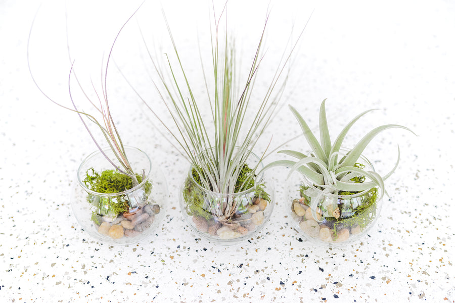 3 Bubble Bowl Glass Terrariums with Moss and Rock Kit and Asst. Tillandsia Air Plants