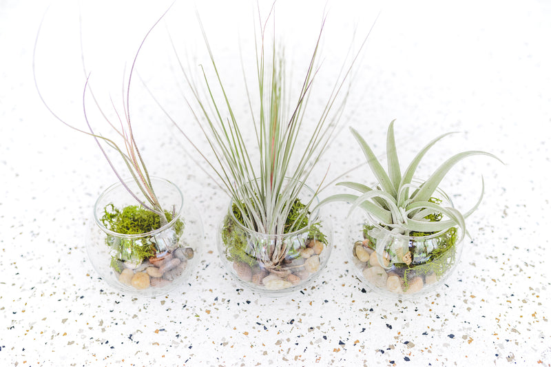 3 Bubble Bowl Glass Terrariums with Moss and Rock Kit and Asst. Tillandsia Air Plants