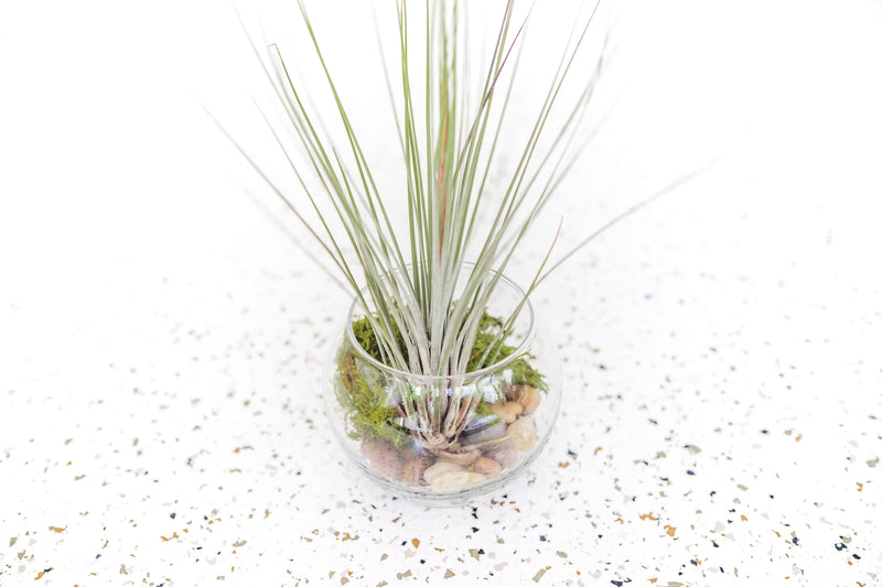 Bubble Bowl Glass Terrarium with Moss and Rock Kit and Tillandsia Juncea Air Plant