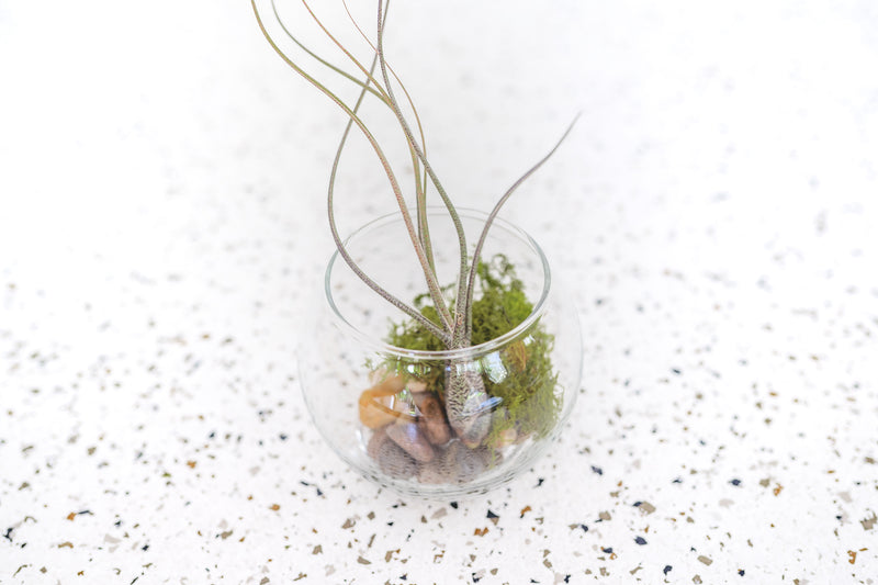 Bubble Bowl Glass Terrarium with Moss and Rock Kit and Tillandsia Butzii Air Plant