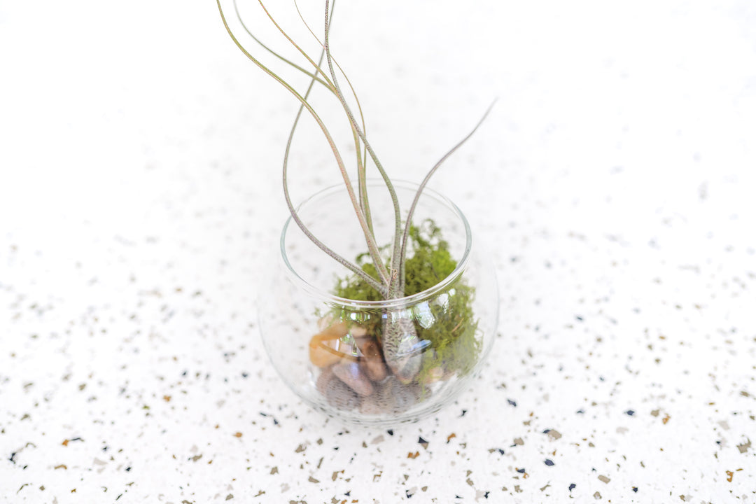 air plant terrarium globe Air Plants Terrarium