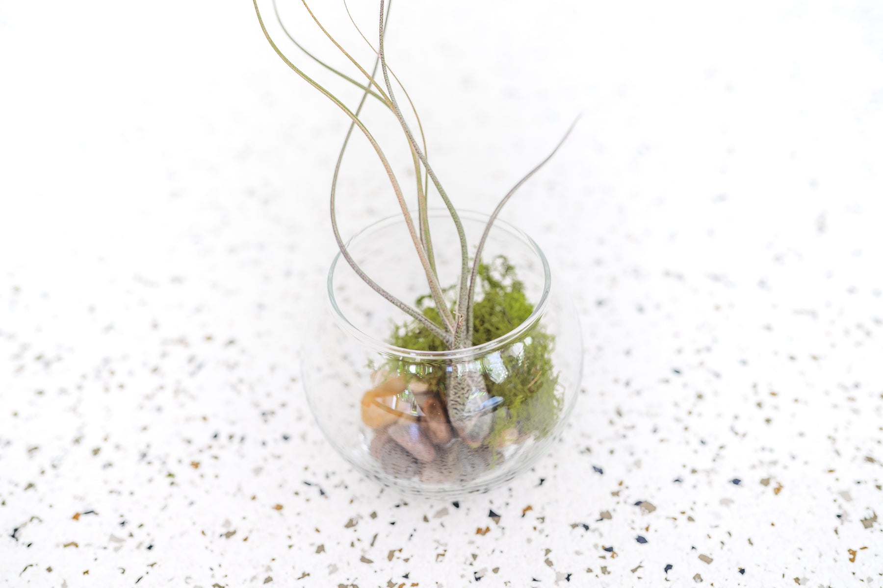 air plant terrarium makers kit Bubble Bowl Air Plant Terrarium