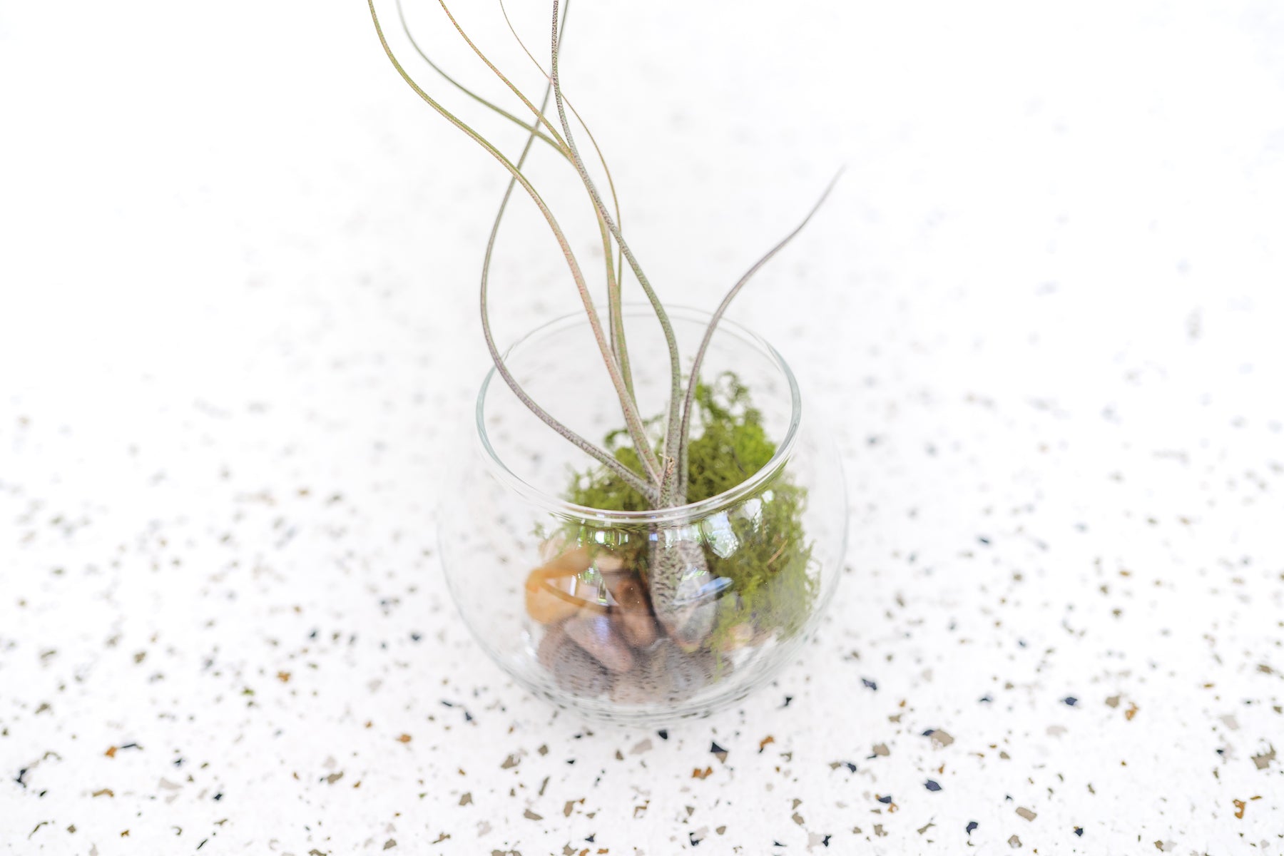 Air Plant Terrarium Kit – Roadside Blooms