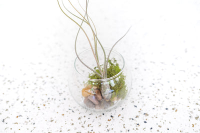 Bubble Bowl Glass Terrarium with Flat bottom containing Tillandsia Butzii Air Plant and Stone and Moss Kit