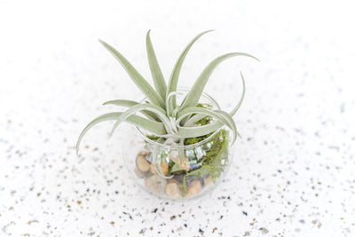 Bubble Bowl Glass Terrarium with Moss and Rock Kit and Tillandsia Harrisii Air Plant