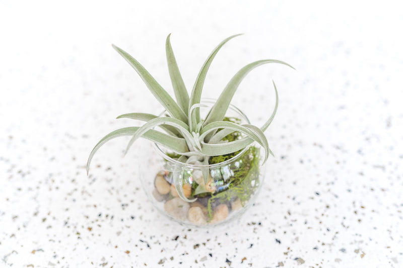 Bubble Bowl Glass Terrarium with Moss and Rock Kit and Tillandsia Harrisii Air Plant