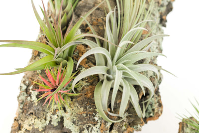 Virgin Cork Bark Display with Asst. Tillandsia Air Plants Attached