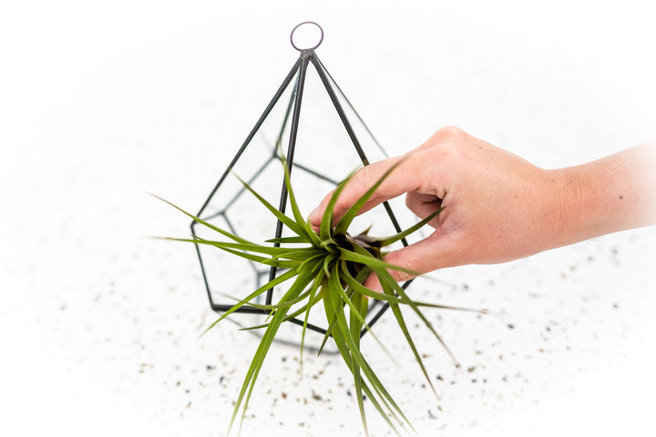 Multifaceted Glass Diamond Terrarium with Black Metal Accents and Tillandsia Melanocrater Air Plant