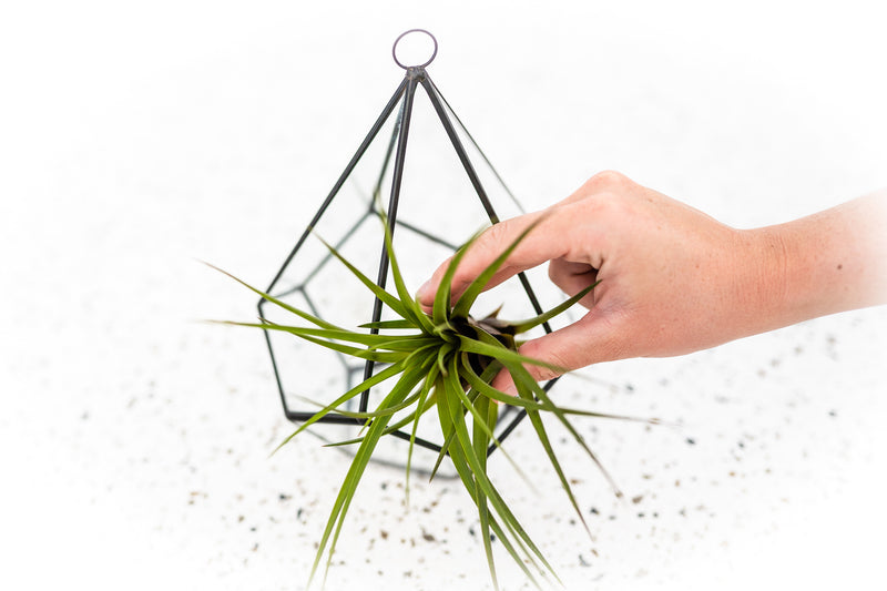 Multifaceted Glass Diamond Terrarium with Black Metal Accents and Tillandsia Melanocrater Air Plant