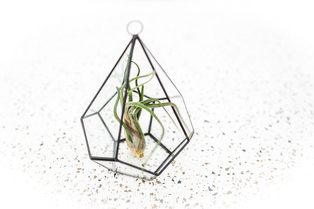 Multifaceted Glass Diamond Terrarium with Black Metal Accents and Tillandsia Caput Medusae Air Plant