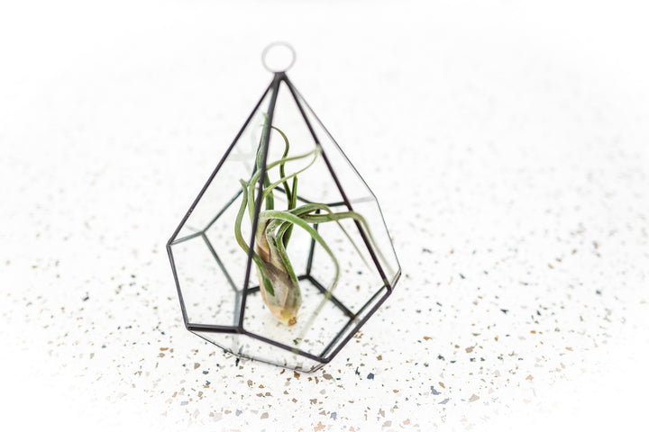 Multifaceted Glass Diamond Terrarium with Black Metal Accents and Tillandsia Caput Medusae Air Plant