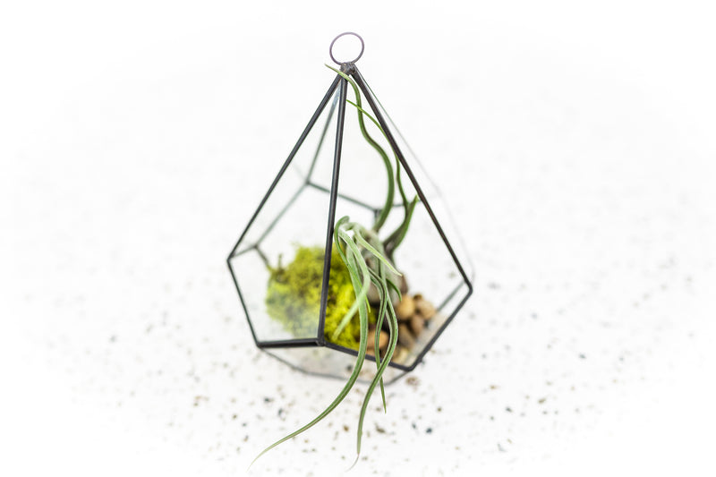 Multifaceted Glass Diamond Terrarium with Black Accents containing Tillandsia Caput Medusae Air Plant and Rock and Moss Kit. 