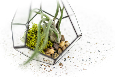Multifaceted Glass Diamond Terrarium with Black Accents containing Tillandsia Caput Medusae Air Plant and Rock and Moss Kit.