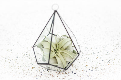 Multifaceted Glass Diamond Terrarium with Black Metal Accents and Tillandsia Xerographica Air Plant