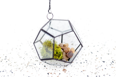 Multifaceted Glass Pentagon Terrarium with Black Metal Accents containing Rock and Moss Kit