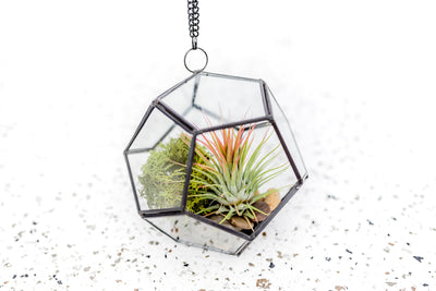 Glass Pentagon Terrarium with Tillandsia Ionantha Air Plant and Moss Kit