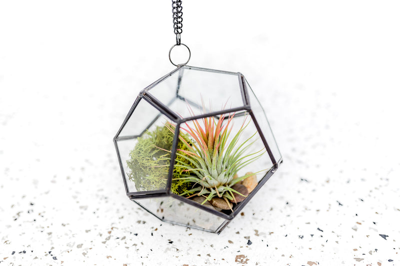 Glass Pentagon Terrarium with Tillandsia Ionantha Air Plant and Moss Kit