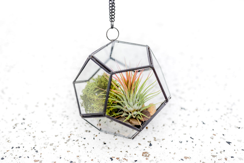 Multifaceted Glass Pentagon Terrarium with Black Metal Accents containing TIllandsia Ionantha Air Plant, Moss and Rock Kit