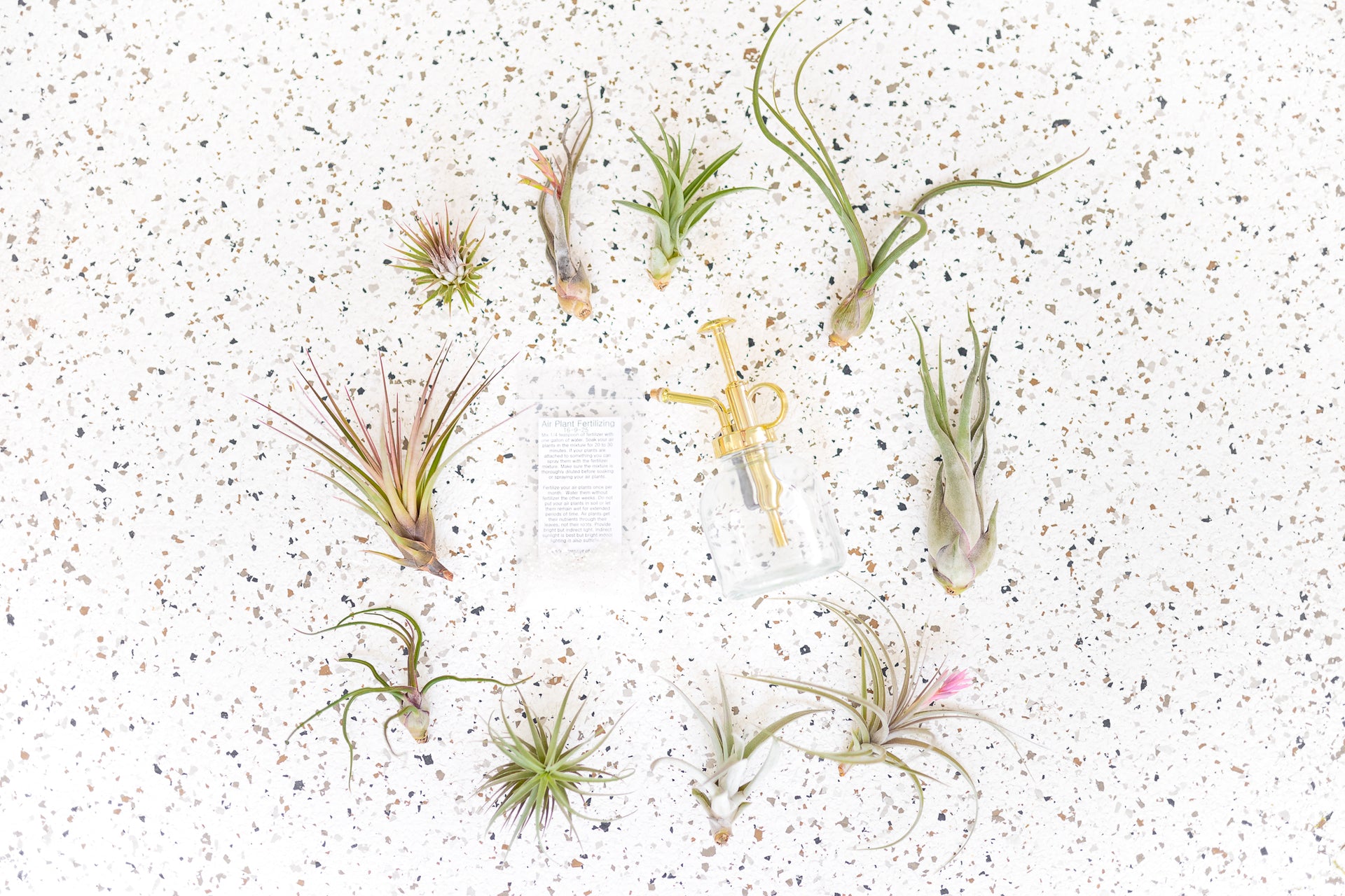 air plant fertilizer spray diy Grab Bag of 10 Small & Medium Plants with Tillandsia Fertilizer and Air Plant Mister
