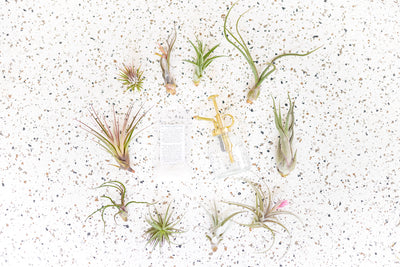 Air Plant Fertilizer, Glass Mister, and 10 Assorted Tillandsia Air Plants