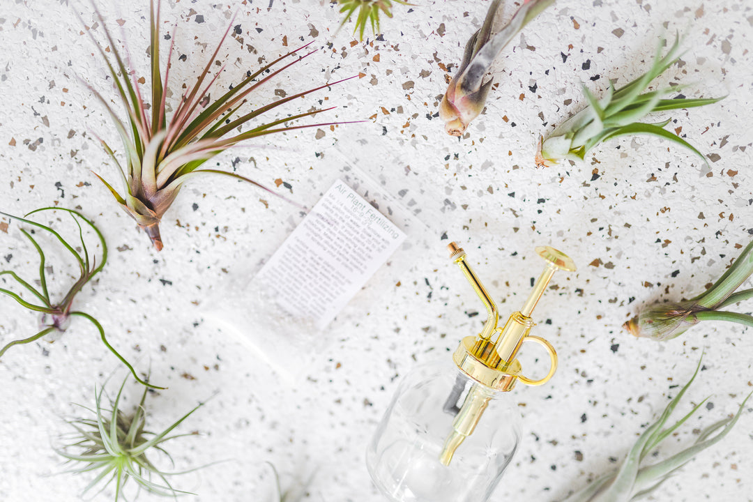fertilizing air plants Grab Bag of 10 Small & Medium Plants with Tillandsia Fertilizer and Air Plant Mister