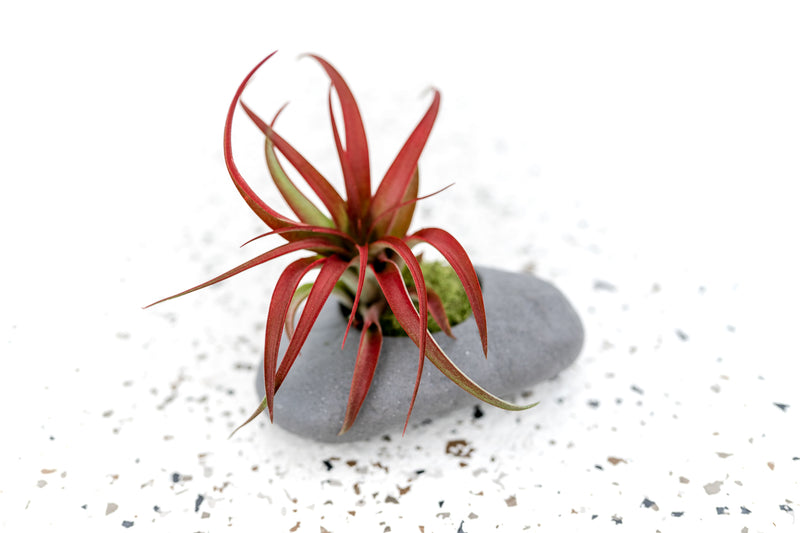 Grey Ceramic Stone Planter with Round Opening containing Moss and Tillandsia Red Abdita Air Plant