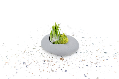Grey Ceramic Stone Planter with Round Opening containing Moss and Tillandsia Ionantha Scaposa Air Plant