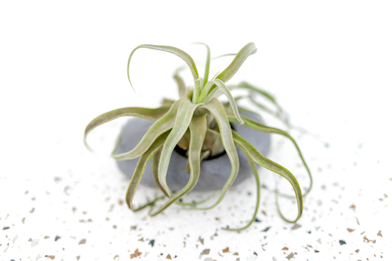 Grey Ceramic Stone Planter with Round Opening containing Tillandsia Streptophylla Air Plant