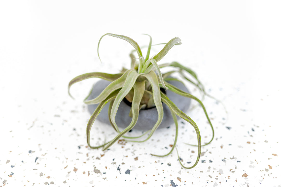 grey air plant Air Plants Holder Gray Ceramic Stone Planter with Tillandsia – Air Plant City
