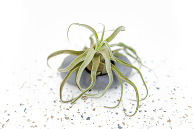 Grey Ceramic Stone Planter with Round Opening containing Moss and Tillandsia Streptophylla Air Plant