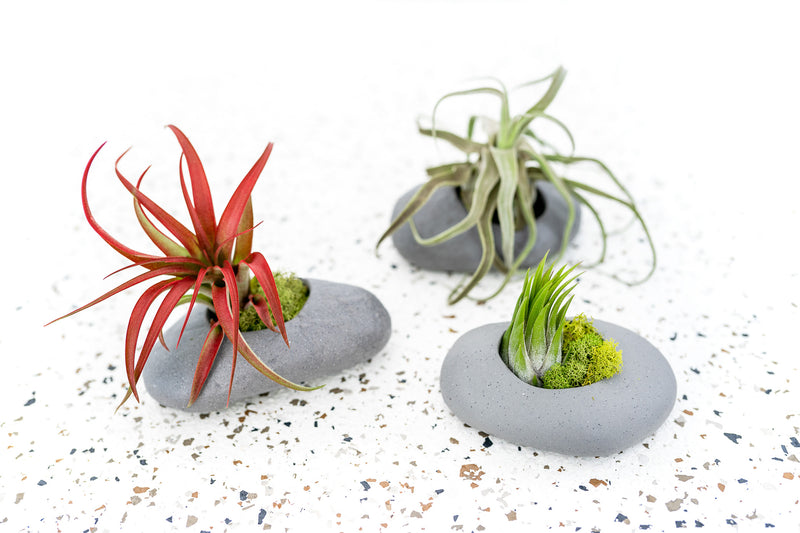 Trio of Grey Ceramic Stone Planters with Round Openings containing Moss and Assorted Tillandsia Air Plants