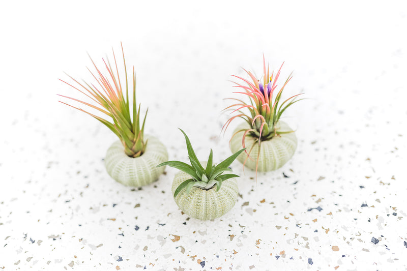 Green Urchin Pack of 3 with Ionantha Air Plants