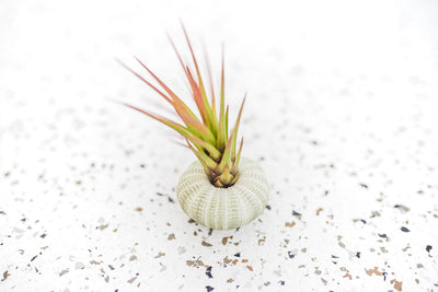 Green Urchin with Tillandsia Melanocrater Air Plant