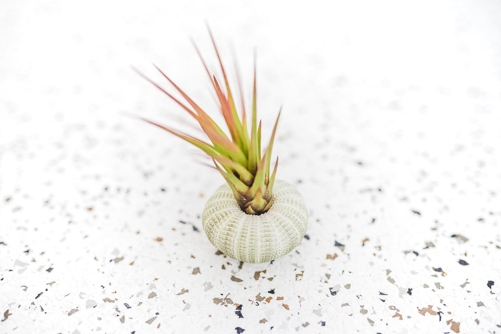 Green Urchin with Tillandsia Melanocrater