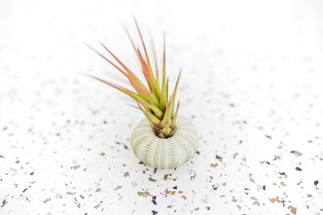 Green Urchin with Tillandsia Melanocrater Air Plant