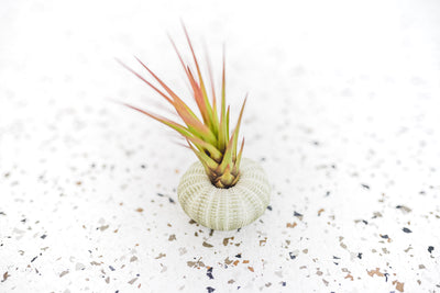 Green Urchin with Tillandsia Melanocrater Air Plant