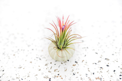Green Urchin with Blushing and Blooming TIllandsia Ionantha Fuego